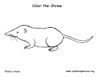 Shrew coloring page