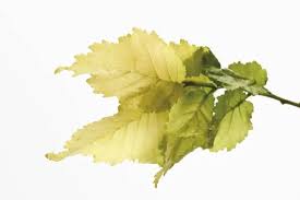 Attēlu rezultāti vaicājumam “Ulmus x hollandica leaf”