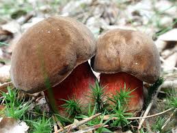 Attēlu rezultāti vaicājumam “Sutorius luridiformis”