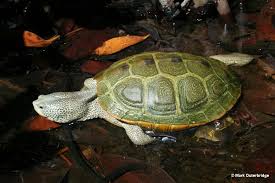 Image result for Malaclemys terrapin