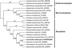 Attēlu rezultāti vaicājumam “Anomodon attenuatus”