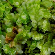 Attēlu rezultāti vaicājumam “Jungermannia subulata”