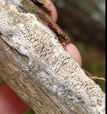 Attēlu rezultāti vaicājumam “Anomoporia bombycina”