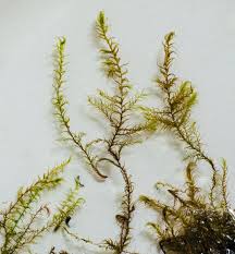 Attēlu rezultāti vaicājumam “Drepanocladus trifarius”