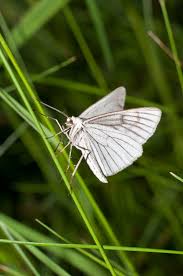 Attēlu rezultāti vaicājumam “Siona lineata”