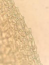 Attēlu rezultāti vaicājumam “Meesia triquetra”