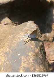 Attēlu rezultāti vaicājumam “Theclinae”