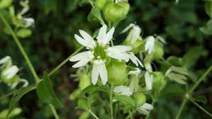 Attēlu rezultāti vaicājumam “Silene baccifera leaf”