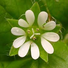 Attēlu rezultāti vaicājumam “Stellaria media”