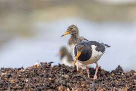 Attēlu rezultāti vaicājumam “Haematopus ostralegus adult”
