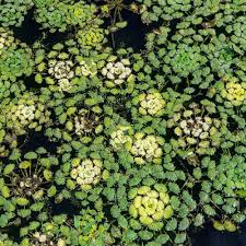 Attēlu rezultāti vaicājumam “Trapa natans”