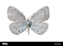 Attēlu rezultāti vaicājumam “Celastrina argiolus male”
