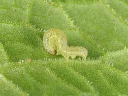 Attēlu rezultāti vaicājumam “Lacanobia contigua larva”