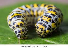 Attēlu rezultāti vaicājumam “Cucullia verbasci larva”