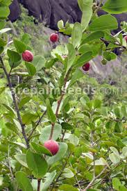Attēlu rezultāti vaicājumam “Cirsium acaule fruit”