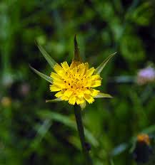 Attēlu rezultāti vaicājumam “Microbotryum tragopogonis - pratensis”