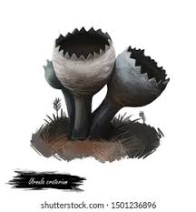 Attēlu rezultāti vaicājumam “Craterium sp.”