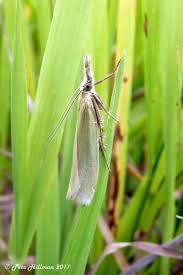 Attēlu rezultāti vaicājumam “Crambus”
