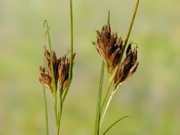 Attēlu rezultāti vaicājumam “Rhynchospora fusca”