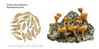 Attēlu rezultāti vaicājumam “Rutstroemia firma”