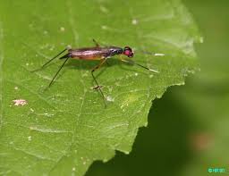 Attēlu rezultāti vaicājumam “Micropezidae”