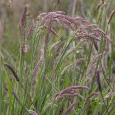 Attēlu rezultāti vaicājumam “Holcus lanatus  fruit”