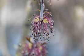 Attēlu rezultāti vaicājumam “Acer negundo male flower”
