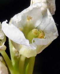 Attēlu rezultāti vaicājumam “Armoracia rusticana”