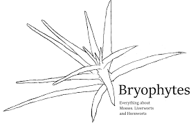 Attēlu rezultāti vaicājumam “Dicranella staphylina cells”