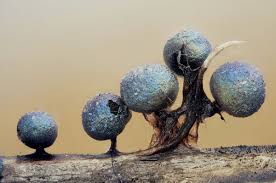 Attēlu rezultāti vaicājumam “Lamproderma pseudomaculatum”