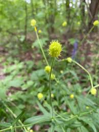 Attēlu rezultāti vaicājumam “Ranunculus cassubicus flower”