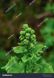 Attēlu rezultāti vaicājumam “Lactuca sativa flower”