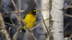 Image result for Hesperiphona vespertina