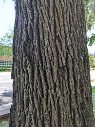 Attēlu rezultāti vaicājumam “Fraxinus pennsylvanica”