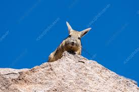 Image result for viscacha