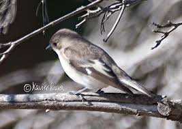 Image result for Ficedula albicollis