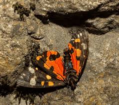 Attēlu rezultāti vaicājumam “Callimorpha dominula imago”