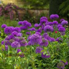 Attēlu rezultāti vaicājumam “Allium holandicum”