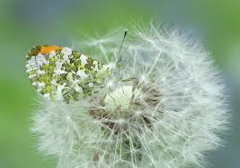 Attēlu rezultāti vaicājumam “Anthocharis cardamines male”
