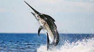 Image result for Istiompax indica