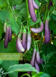 Afbeeldingsresultaat voor slim jim eggplant