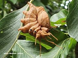 Attēlu rezultāti vaicājumam “Stauropus fagi”