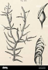 Attēlu rezultāti vaicājumam “Neckera crispa”