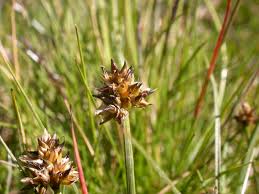 Attēlu rezultāti vaicājumam “Carex globularis flower”