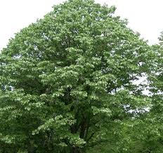 Attēlu rezultāti vaicājumam “Tilia tomentosa leaf”