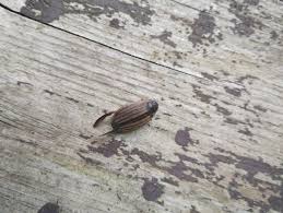 Attēlu rezultāti vaicājumam “Acilius sulcatus female”