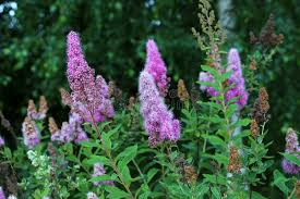 Attēlu rezultāti vaicājumam “Spiraea salicifolia flower”