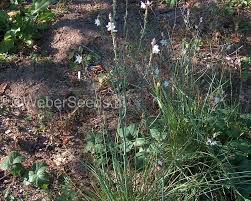 Image result for Asphodelus fistulosus