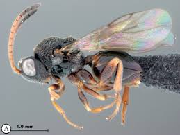 Attēlu rezultāti vaicājumam “Paramesus obtusifrons”