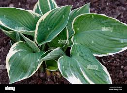 Image result for Hosta fortunei albomarginata